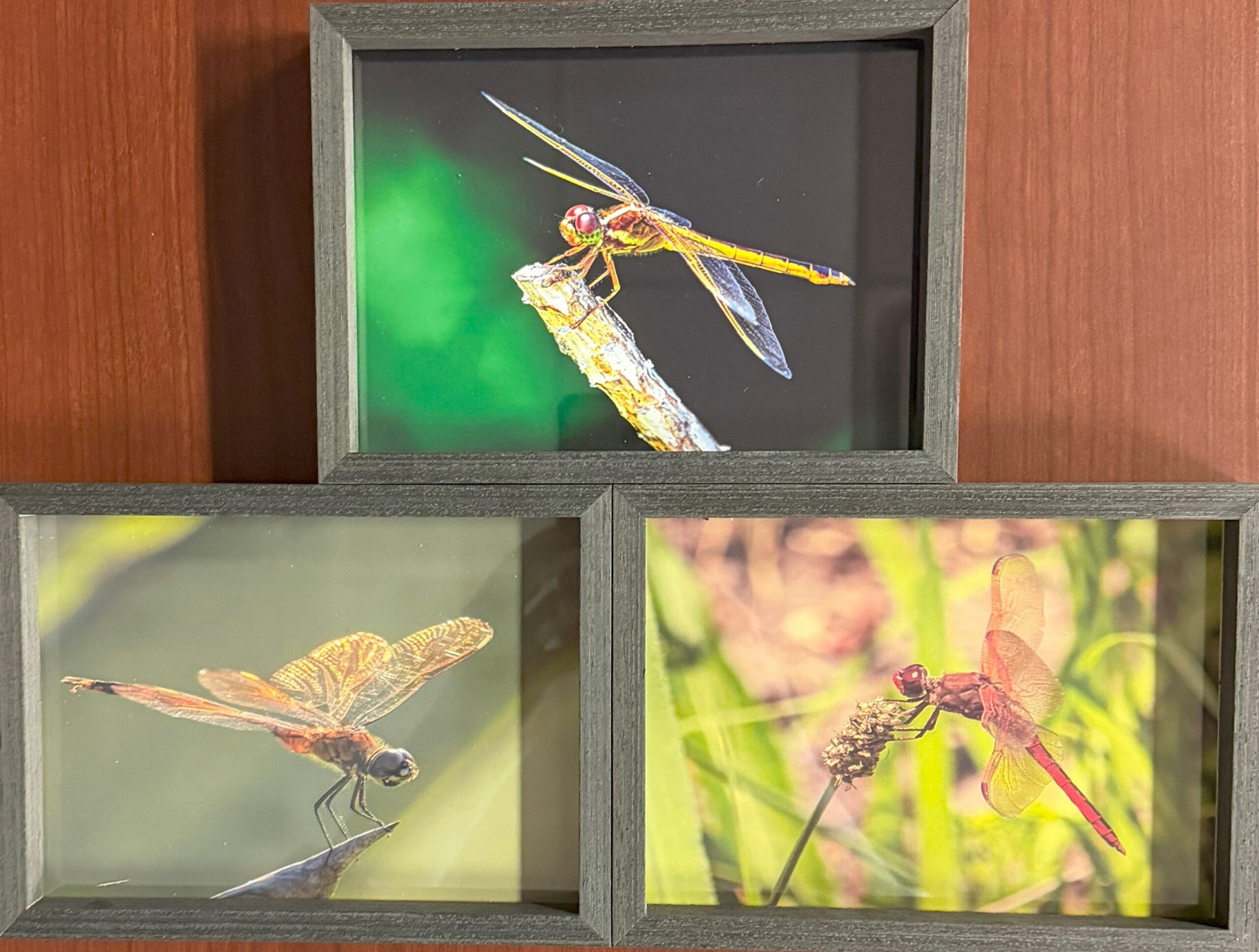 Three Dragonflies